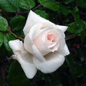 Een witte nieuwe dageraad – roos White New Dawn